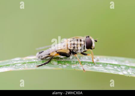 Large marsh hoverfly (Helophilus trivittatus), North Rhine-Westphalia, Germany Stock Photo