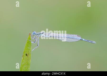 Blue damselfly (Platycnemis pennipes), male, North Rhine-Westphalia, Germany Stock Photo