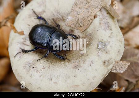 Forest dung beetle (Anoplotrupes stercorosus) on gray-green milkweed (Lactarius blennius), North Rhine-Westphalia, Germany Stock Photo