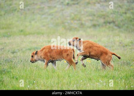 American bison (Bos bison), calves, Alberta, Canada Stock Photo