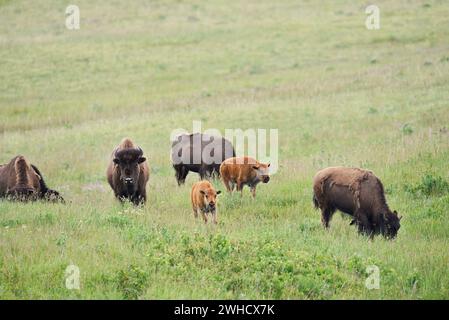 American bison (Bos bison), female and calves, Alberta, Canada Stock Photo