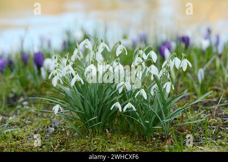 Small snowdrop (Galanthus nivalis), North Rhine-Westphalia, Germany Stock Photo