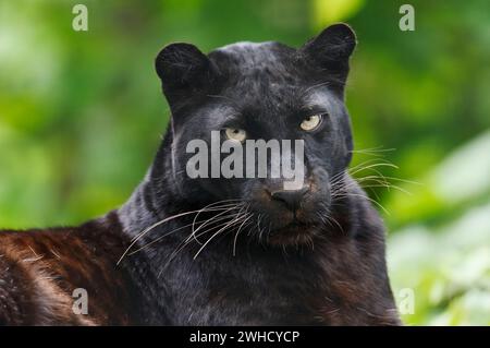 Leopard or black panther (Panthera pardus), portrait, India Stock Photo