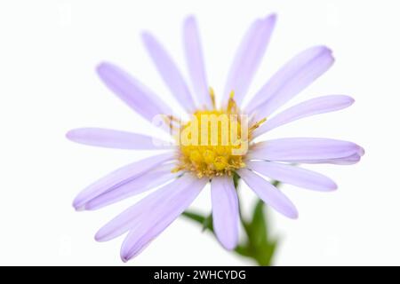 Smooth-leaved aster (Aster novi-belgii), flower Stock Photo