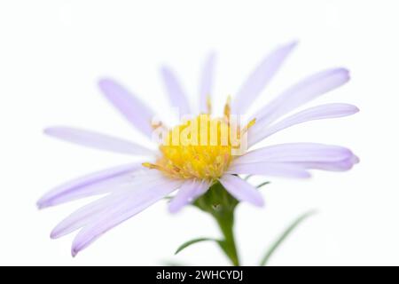 Smooth-leaved aster (Aster novi-belgii), flower Stock Photo