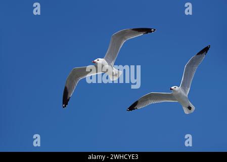 Audouin's gull (Ichthyaetus audouinii, Larus audouinii) flying, Mallorca, Balearic Islands, Spain Stock Photo
