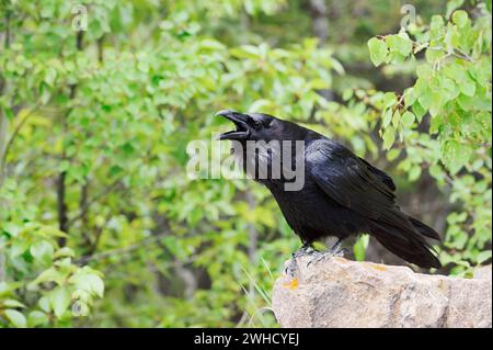 Common raven (Corvus corax) sitting on a rock and calling, Banff National Park, Alberta, Canada Stock Photo