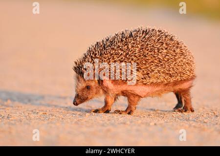 Brown-breasted hedgehog or Western European hedgehog (Erinaceus europaeus), North Rhine-Westphalia, Germany Stock Photo