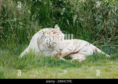 White Bengal tiger (Panthera tigris tigris), occurrence India Stock Photo