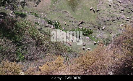 Herd of sheep grazing in the field. Aerial shot with drone Stock Photo