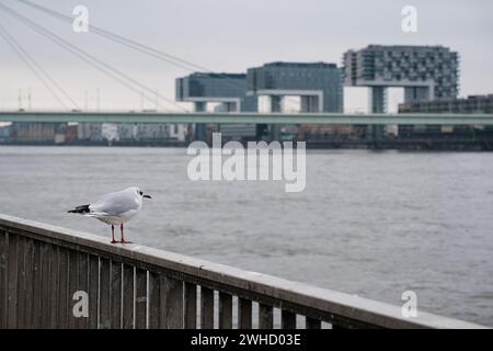 Seagull (Larinae) on the Rhine, behind it the crane houses, Cologne, Germany Stock Photo