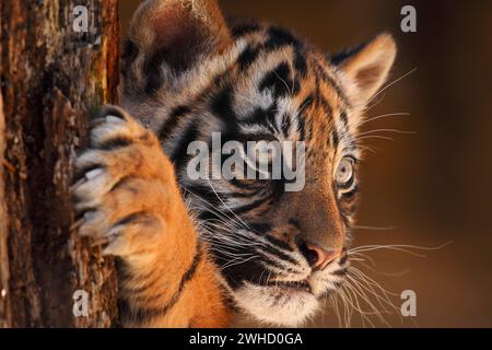 Sumatran tiger (Panthera tigris sumatrae), cub, Asia Stock Photo