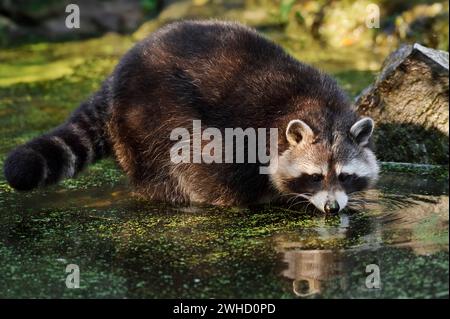 Raccoon (Procyon lotor) foraging in the water, North Rhine-Westphalia, Germany Stock Photo