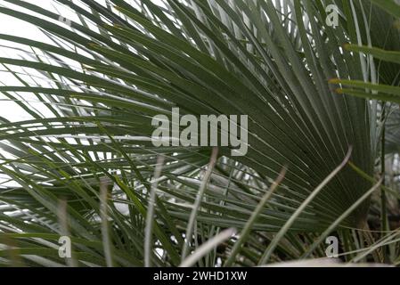 Palm leaves background. Mexican blue palm silver foliage in cold evening light Stock Photo