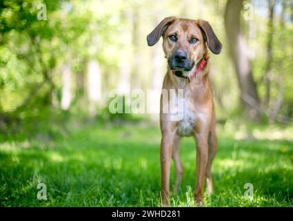 A Shepherd x Hound mixed breed dog with large floppy ears standing outdoors Stock Photo