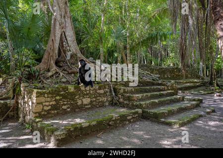 Mayan culture in the jungle with howler monkey Chacchoben Mexico animal Stock Photo