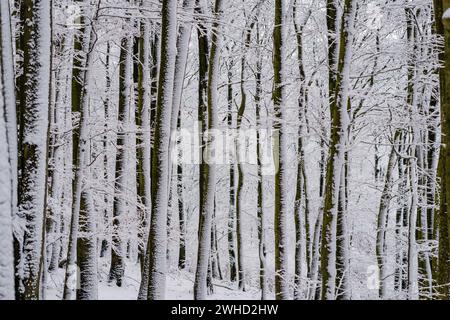 Trees in a wintry forest, the snow-covered trunks of the beech trees fill the motif Stock Photo