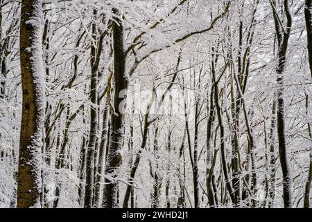 Trees in a wintry forest, the snow-covered trunks of the beech trees fill the motif Stock Photo