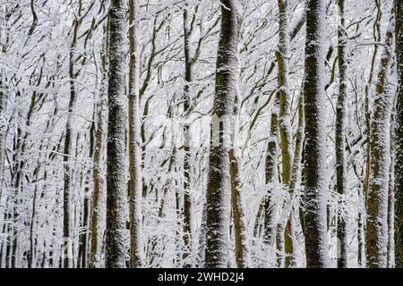 Trees in a wintry forest, the snow-covered trunks of the beech trees fill the motif Stock Photo