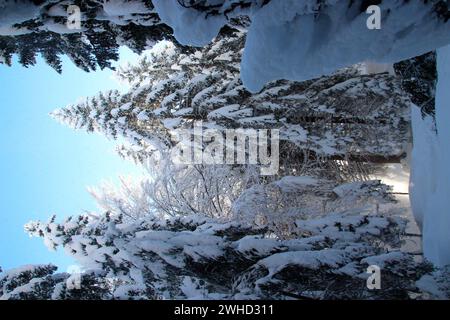 Winter landscape near Mittenwald, trees covered in deep snow near Gröbl Alm, Werdenfelser Land, Upper Bavaria, Bavaria, Southern Germany, Germany, Eur Stock Photo