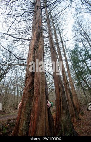 Man clutching primeval sequoia trees in the Osterwald forest near Zingst on the Baltic Sea, Mecklenburg-Western Pomerania, Germany Stock Photo
