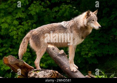 Timber wolf, Oregon Zoo, Washington Park, Portland, Oregon Stock Photo