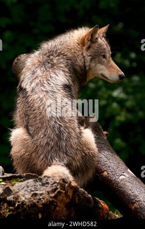 Timber wolf, Oregon Zoo, Washington Park, Portland, Oregon Stock Photo