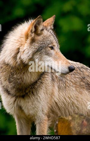 Timber wolf, Oregon Zoo, Washington Park, Portland, Oregon Stock Photo