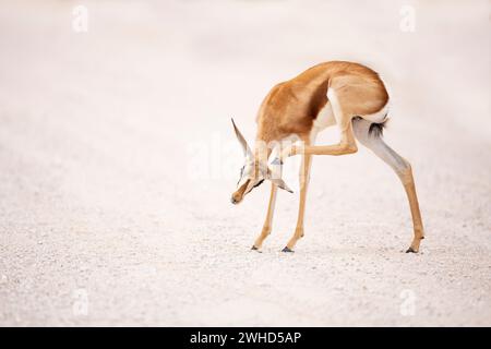 Africa, young animal, Kgalagadi Transfrontier Park, Northern Cape Province, South Africa, Springbok (Antidorcas marsupialis), safari, outdoors, no people, daytime, bush, nature, tourism, wildlife, young animals, cute, animals in the wild, Big 5 animal, Scratching Stock Photo