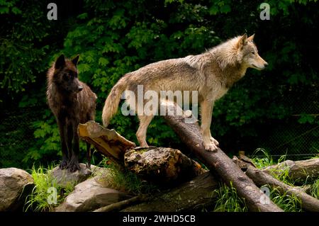 Timber wolf, Oregon Zoo, Washington Park, Portland, Oregon Stock Photo