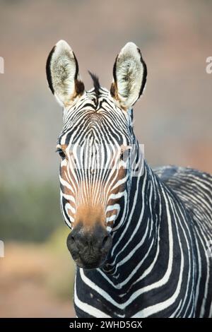 Africa, Karoo National Park, Mountain Zebra (Equus zebra), South Africa, vulnerable species, IUCN Redlist, Western Cape Province, bush, daytime, National Park, nature, no people, safari, abstract, close-up, looking Stock Photo