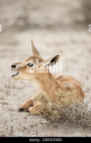 Africa, young animal, Kgalagadi Transfrontier Park, Northern Cape Province, South Africa, Springbok (Antidorcas marsupialis), bush, daytime, nature, outdoors, no people, tourism, safari, wildlife, young animals, cute, animals in the wild, National Park, orange background, desert, calling mother Stock Photo