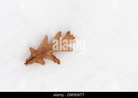 Single dry oak leaf on cold white snow Stock Photo