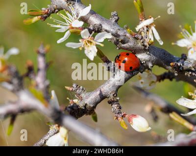 Ladybug, seven-spotted ladybug, Coccinella septempunctata Stock Photo