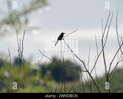 European bee-eater, bee-eater, Merops apiaster Stock Photo