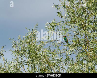 European bee-eater, bee-eater, Merops apiaster Stock Photo