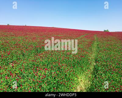 Meadow with Italian clover (Trifolium incarnatum) flowers and plants in spring Stock Photo