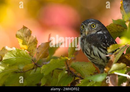 Pygmy Owl (Glaucidium passerinum), colorful autumn leaves in the background, captive Stock Photo