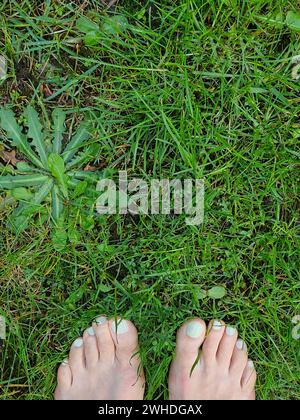 Women's feet barefoot outside in nature, light green painted toenails on green grass, Germany Stock Photo