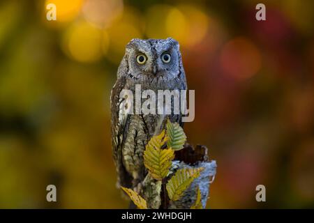 Scops owl (Otus scops), colorful autumn leaves in the background Stock Photo