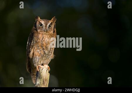 Tropical screech owl (Megascops choliba) Stock Photo