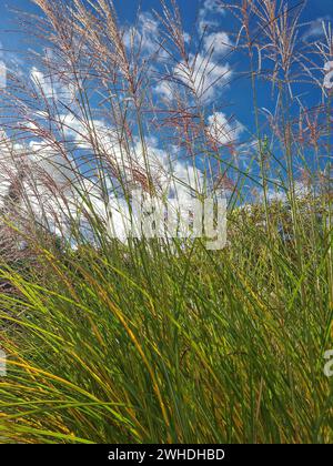 Outdoor shot with blue sky on the horizon with feather grass and grasses in the foreground Stock Photo