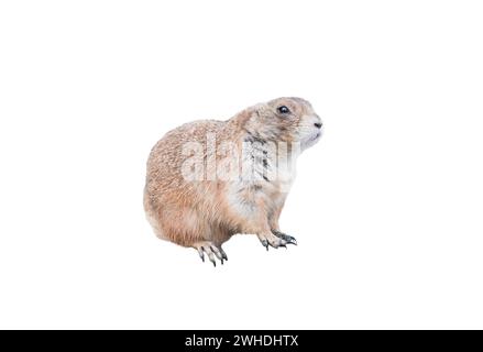 dog prairie (cynomos) isolated on white background Stock Photo