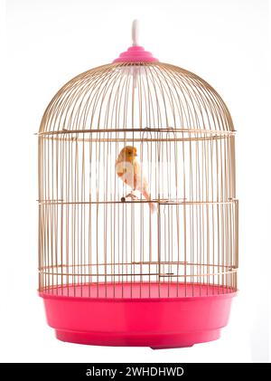 canary in a golden cage isolated on white background Stock Photo