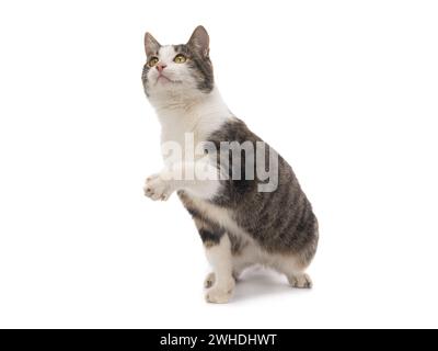 gray cat isolated on white background Stock Photo