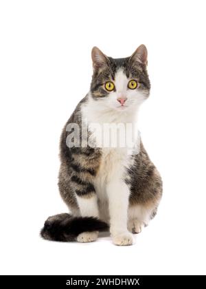 gray cat isolated on white background Stock Photo