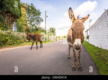 Wild donkeys walking along a road through a village in New Forest, Hampshire, UK Stock Photo