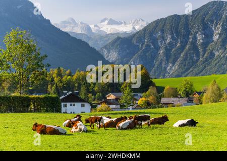 View to the Dachstein, cows on pasture, Bad Aussee, Salzkammergut, Styria, Austria Stock Photo