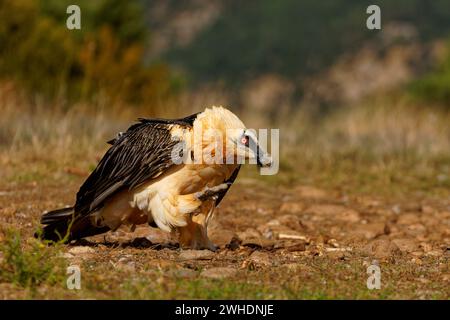 Old bearded vulture (Gypaetus barbatus), preening, Pyrenees, Spain Stock Photo