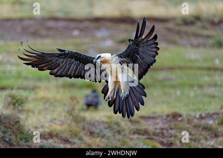 Bearded vulture (Gypaetus barbatus), landing, Pyrenees, Spain Stock Photo